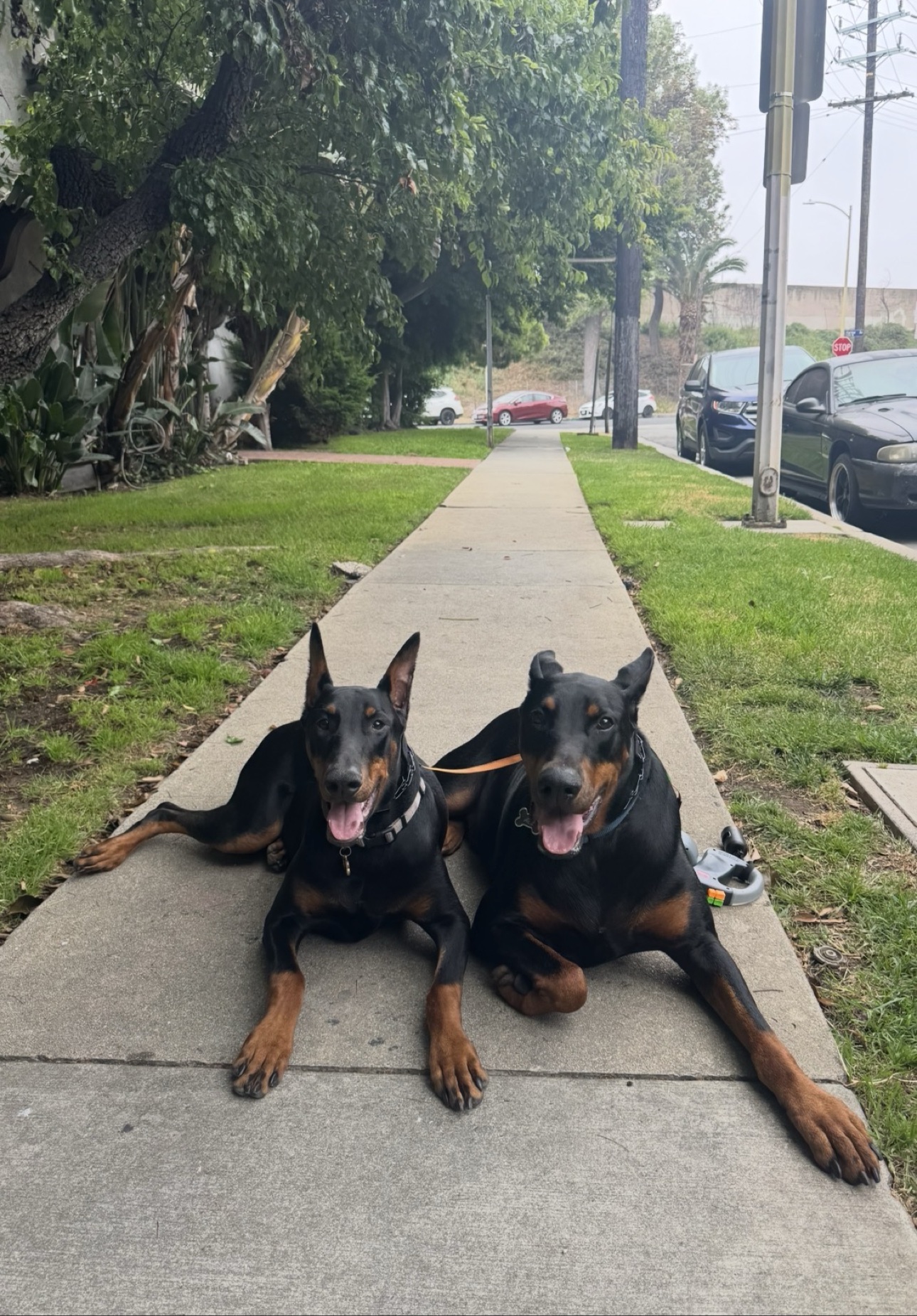 Ace and Kira lying side by side on a sidewalk, tongues out and happy